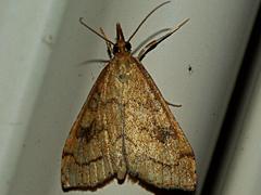 False Celery Leaftier